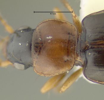Media type: image;   Entomology 626655 Aspect: pronotum dorsal